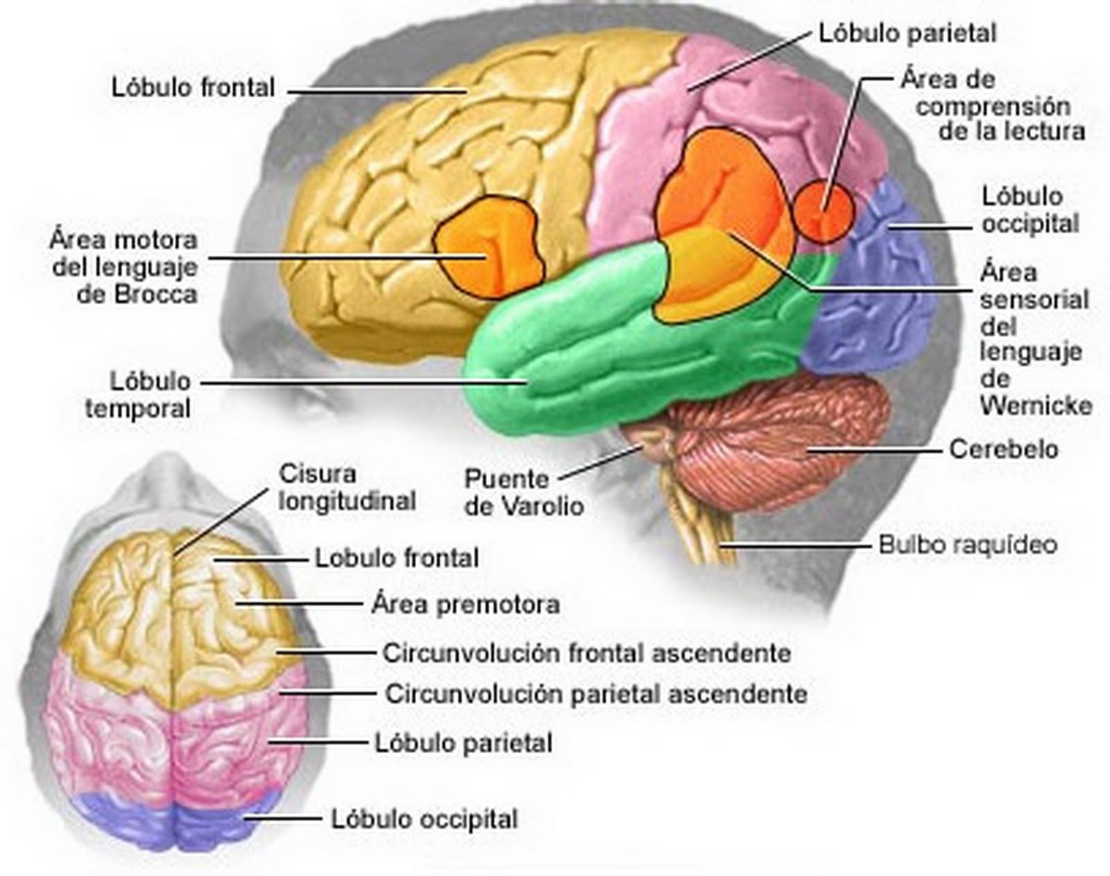 Задние доли мозга. Функциональные центры теменной доли. Височно-теменной узел мозга. Центры теменной доли мозга.